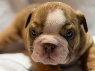English Bulldog dogs English Bulldog Puppy 2 - Ad 10