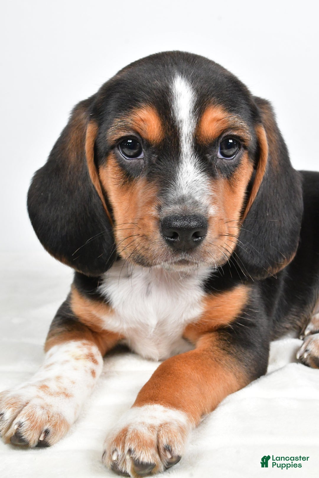 Beagle dogs for sale: Anthony - Ad 1