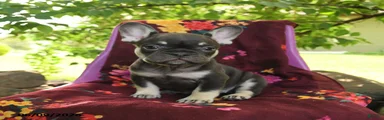 Fiona