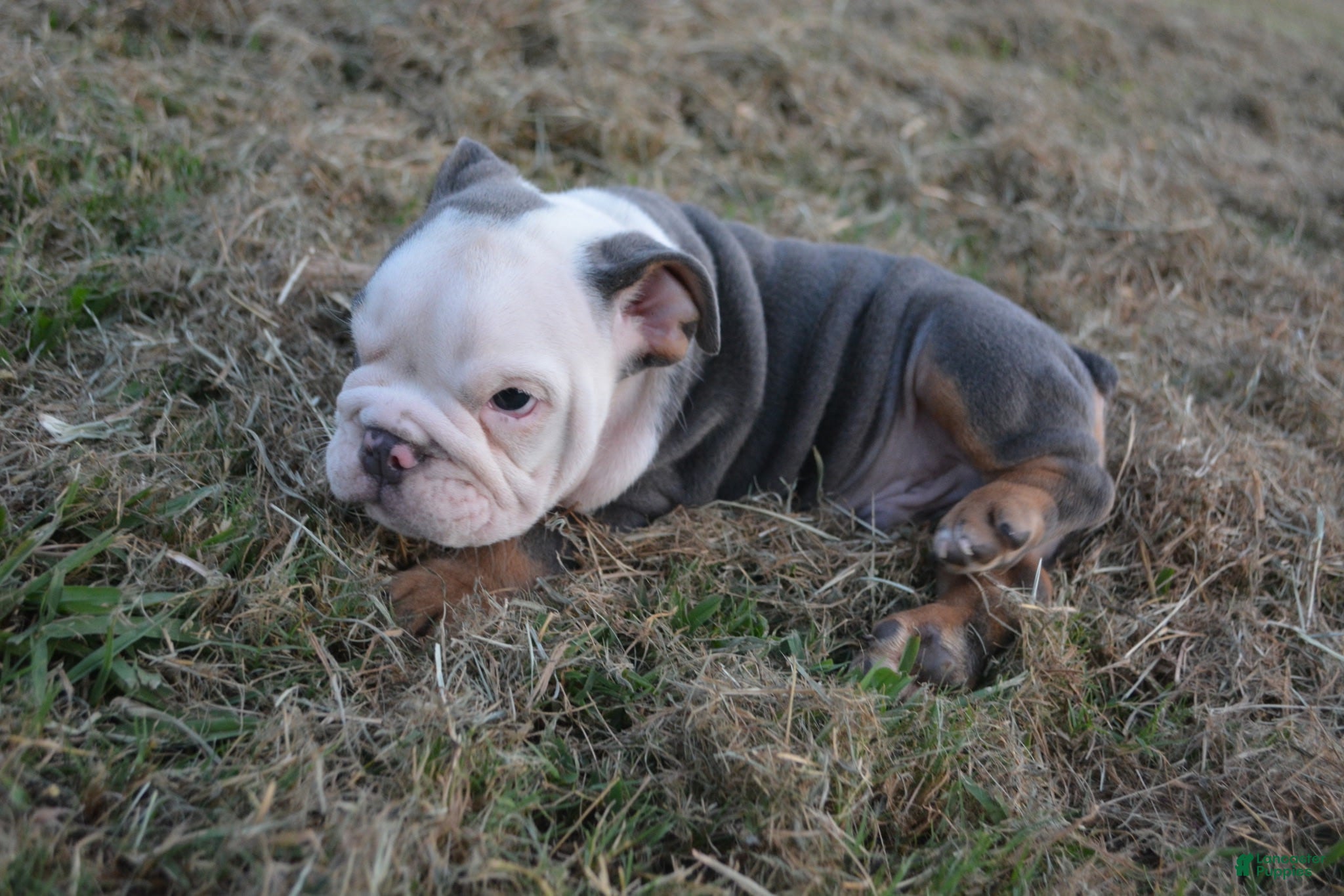 English Bulldog dogs Scar - Ad 2