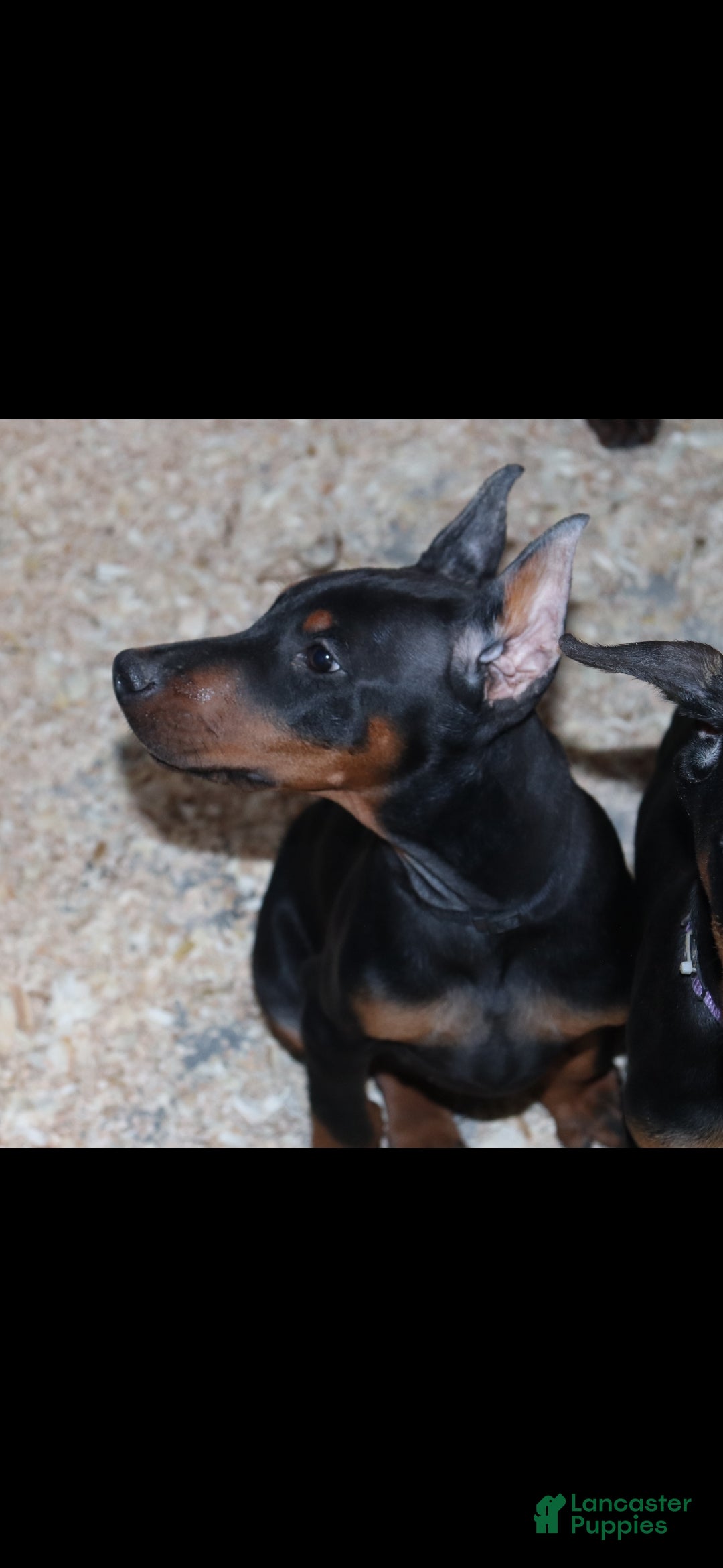 Doberman Pinscher dogs for sale: Chili - Ad 1