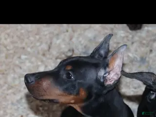 Doberman Pinscher dogs Chili - Ad 22