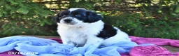 Portuguese Water Dog dogs for sale: Glory - Ad 8