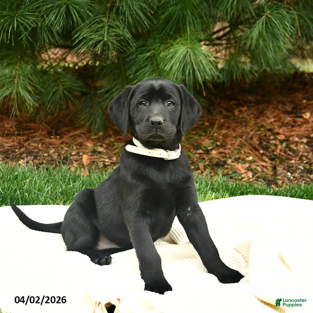 Labrador Retriever dogs for sale: Nessa  - Ad 1