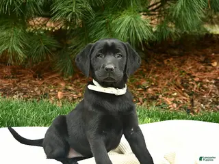 Labrador Retriever dogs for sale: Nessa - Ad 1