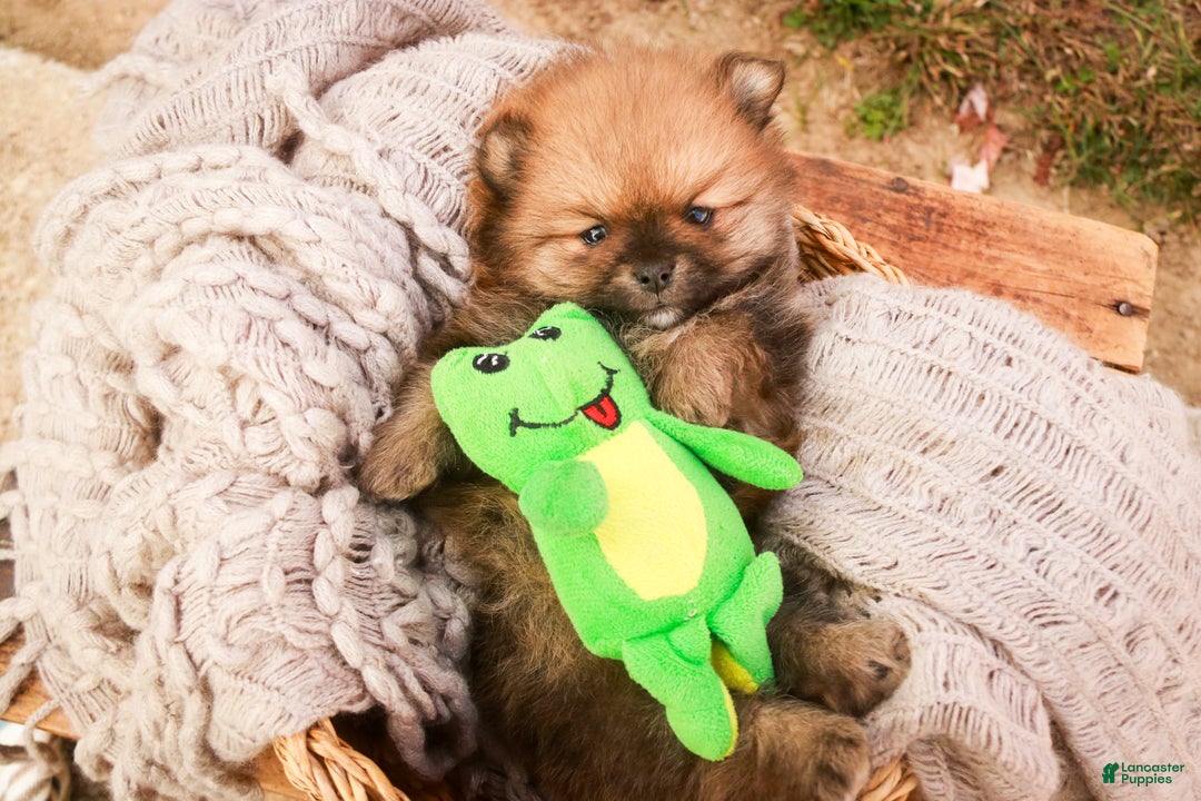 Pomeranian dogs for sale: Peyton - Ad 2