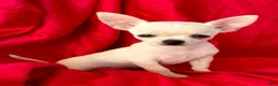 Chihuahua dogs for sale: Lina Apple head - Ad 1