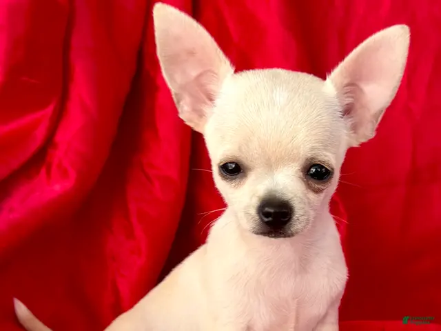 Chihuahua dogs for sale: Lina Apple head - Ad 1
