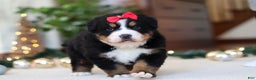 Bernese Mountain Dog dogs for sale: Princess Star - Ad 9