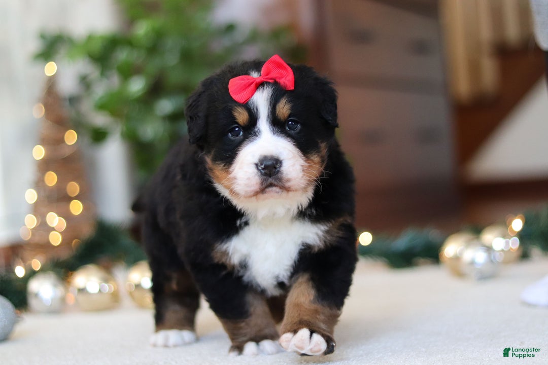 Bernese Mountain Dog dogs for sale: Princess Star - Ad 9