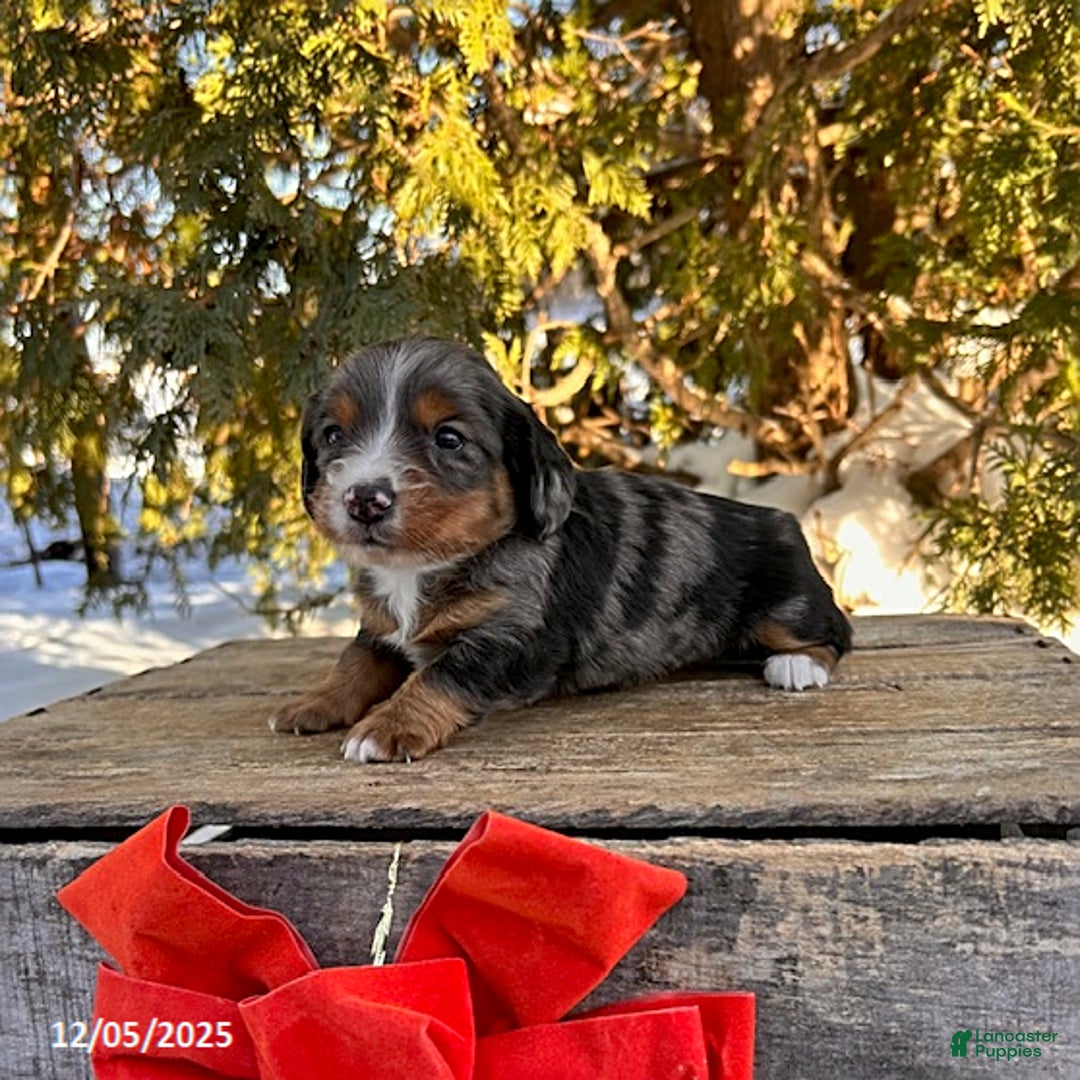 Dachshund dogs for sale: Jade - Ad 3