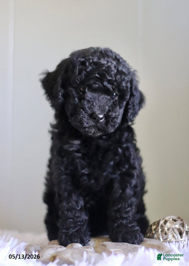 Cavapoo dogs Lyla - Ad 1