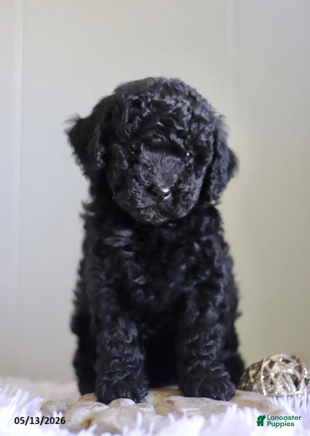 Cavapoo dogs for sale: Lyla - Ad 1