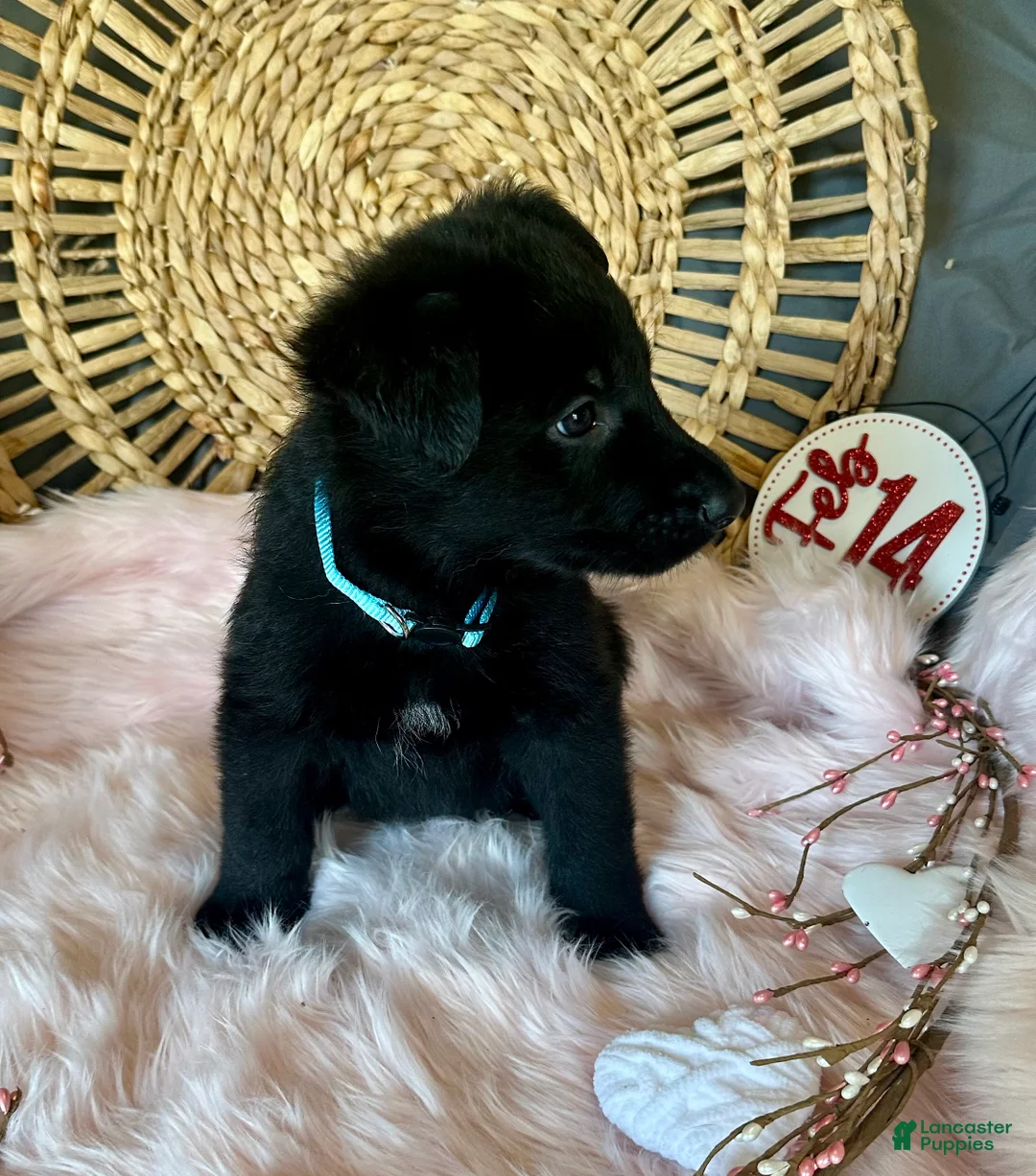 German Shepherd dogs for sale: Clover - Ad 4