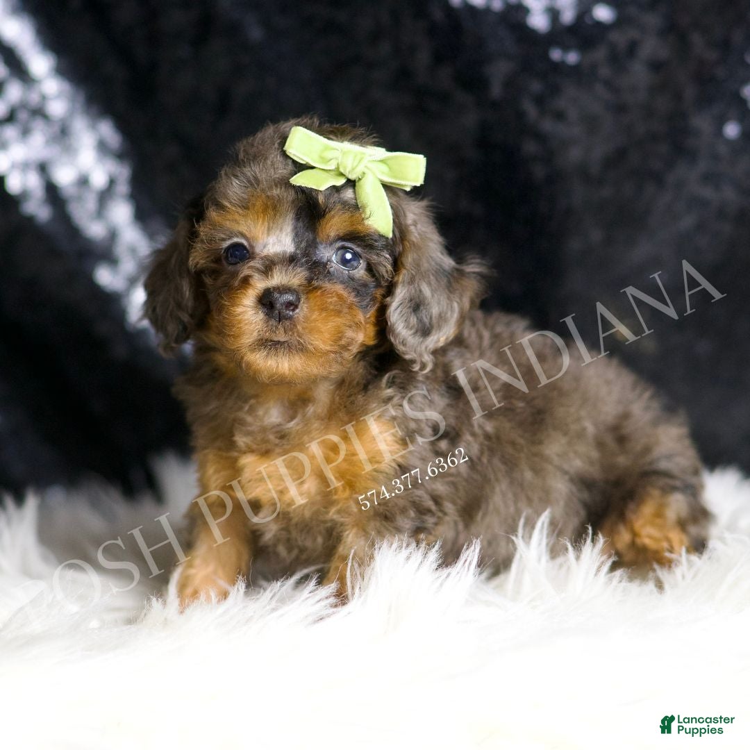Toy Poodle dogs for sale: Jameson - Ad 5