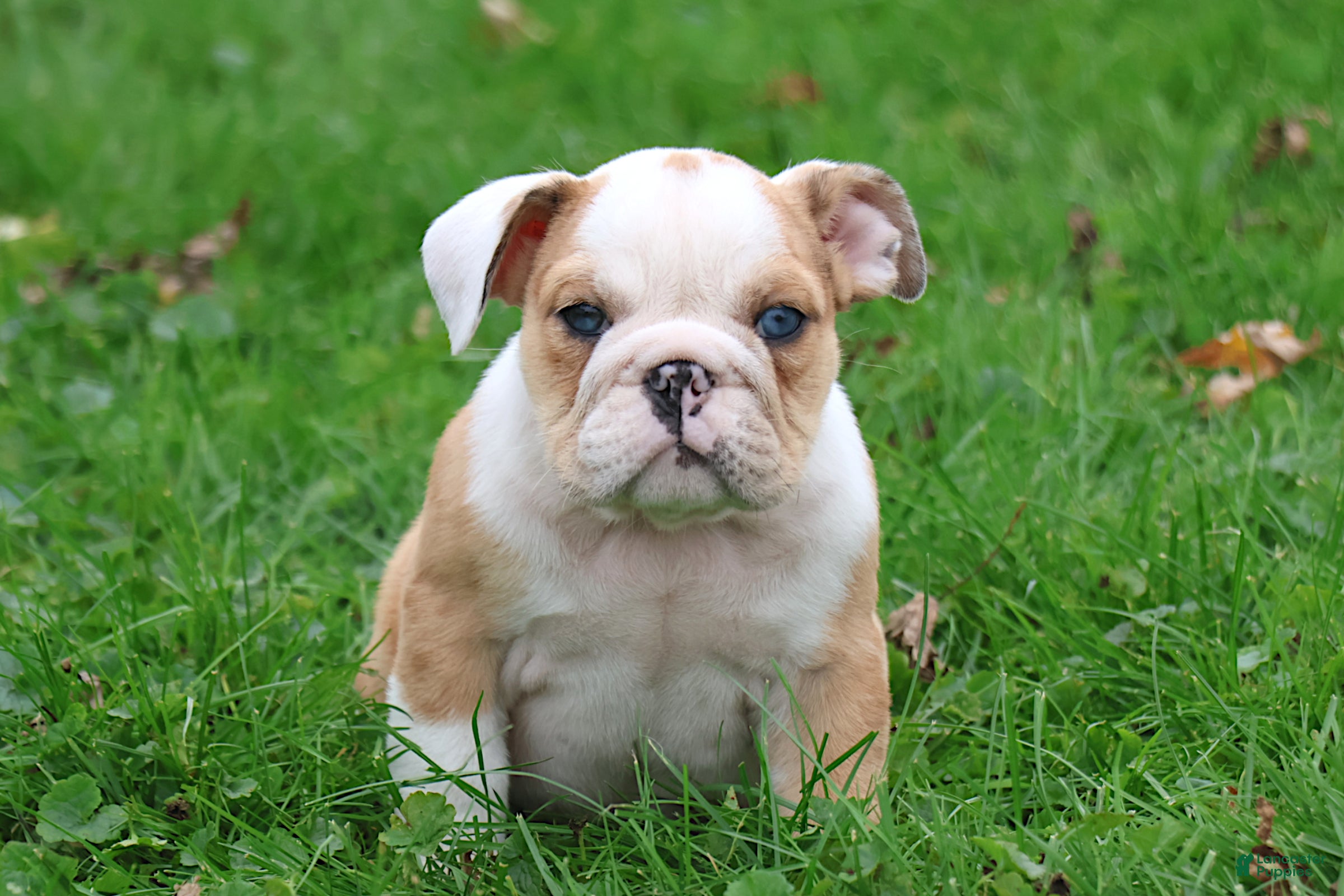 English Bulldog dogs Dante - Ad 2