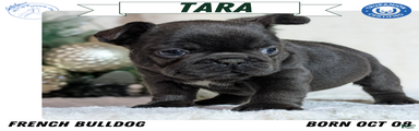 Tara