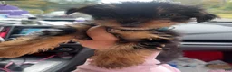 Yorkshire Terrier dogs for sale: Yorkshire Terrier 1 - Ad 3