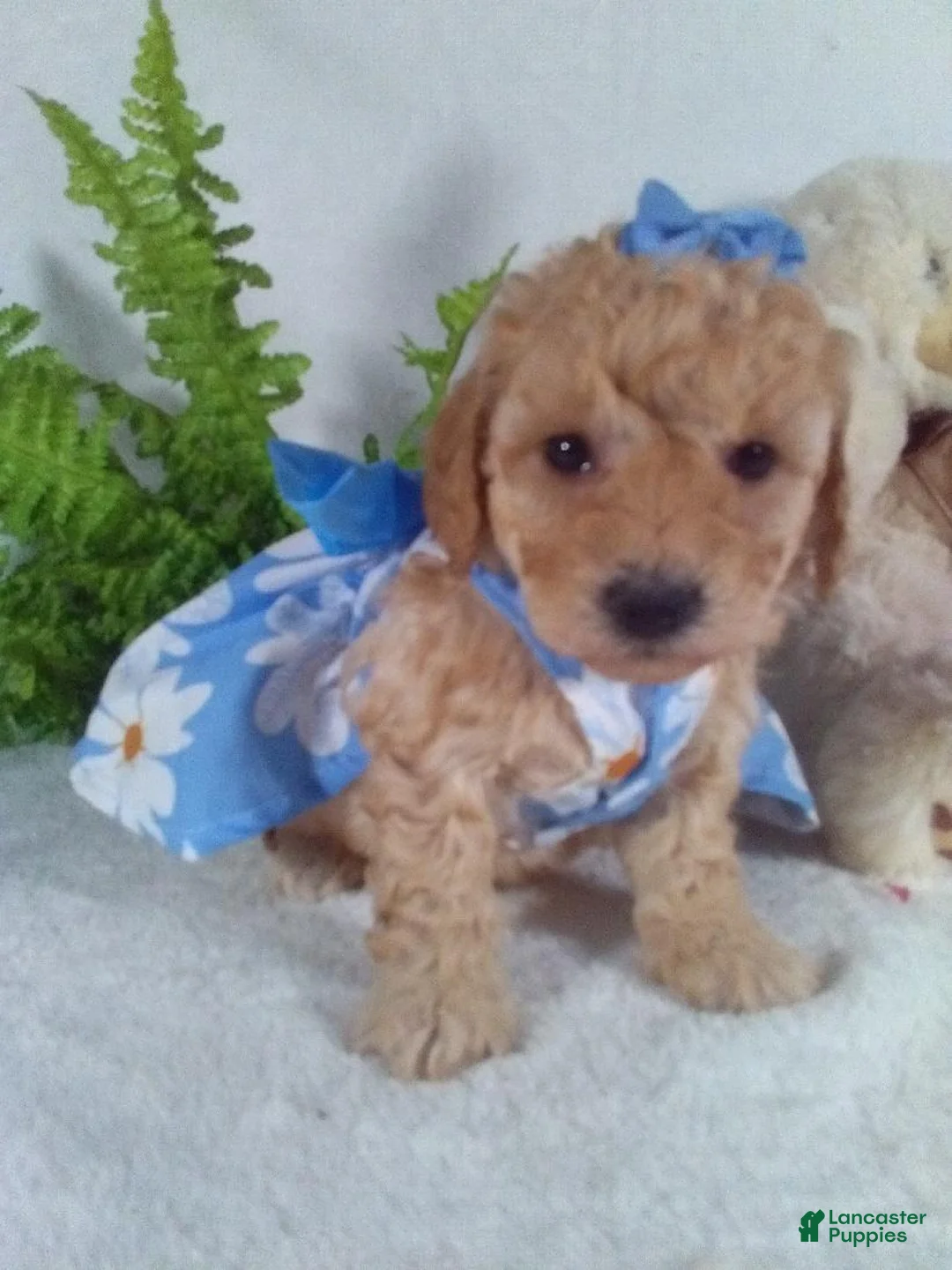 Bichpoo dogs for sale: Annie - Ad 2