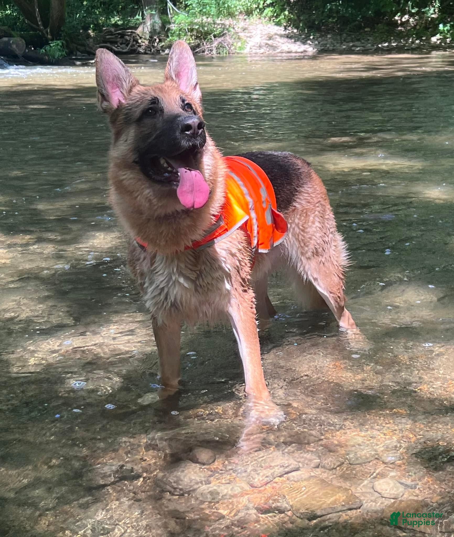 German Shepherd dogs for stud: Klaus - Ad 1