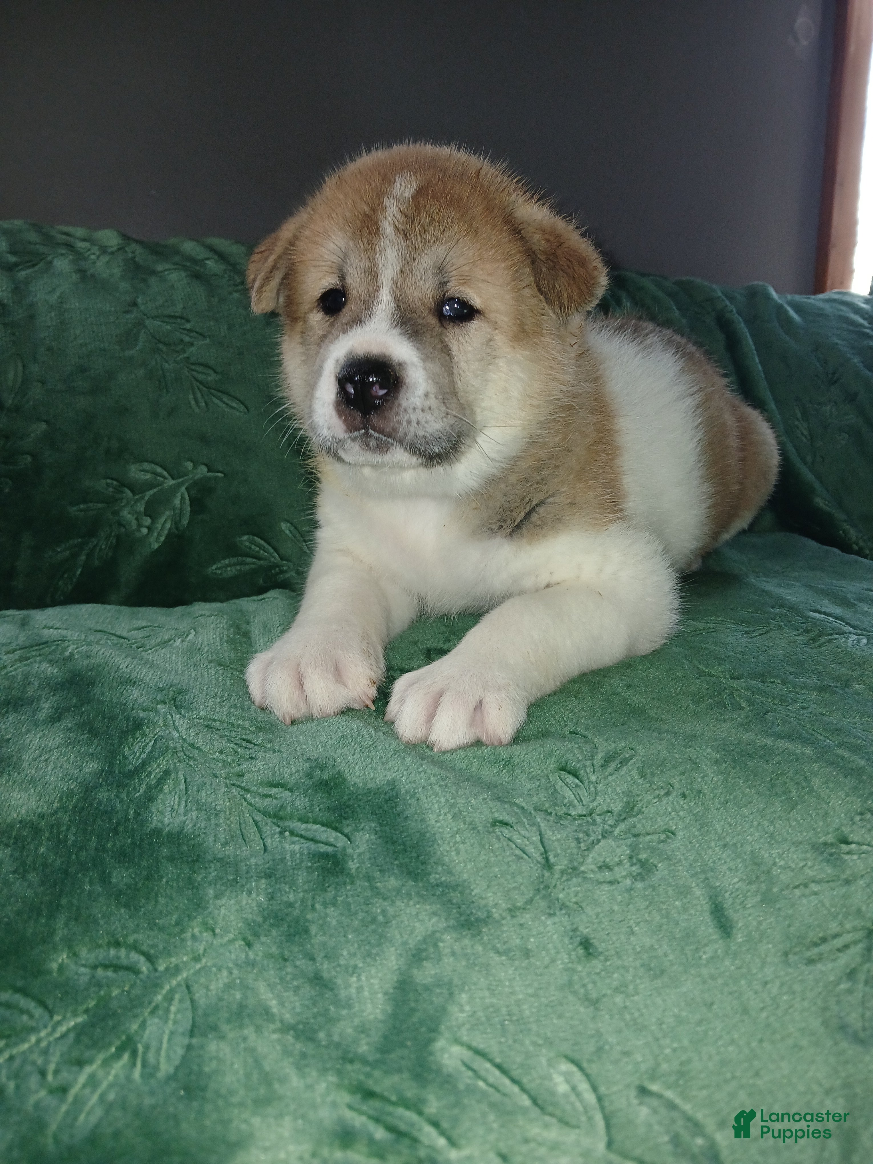 Akita dogs Aspen - Ad 2