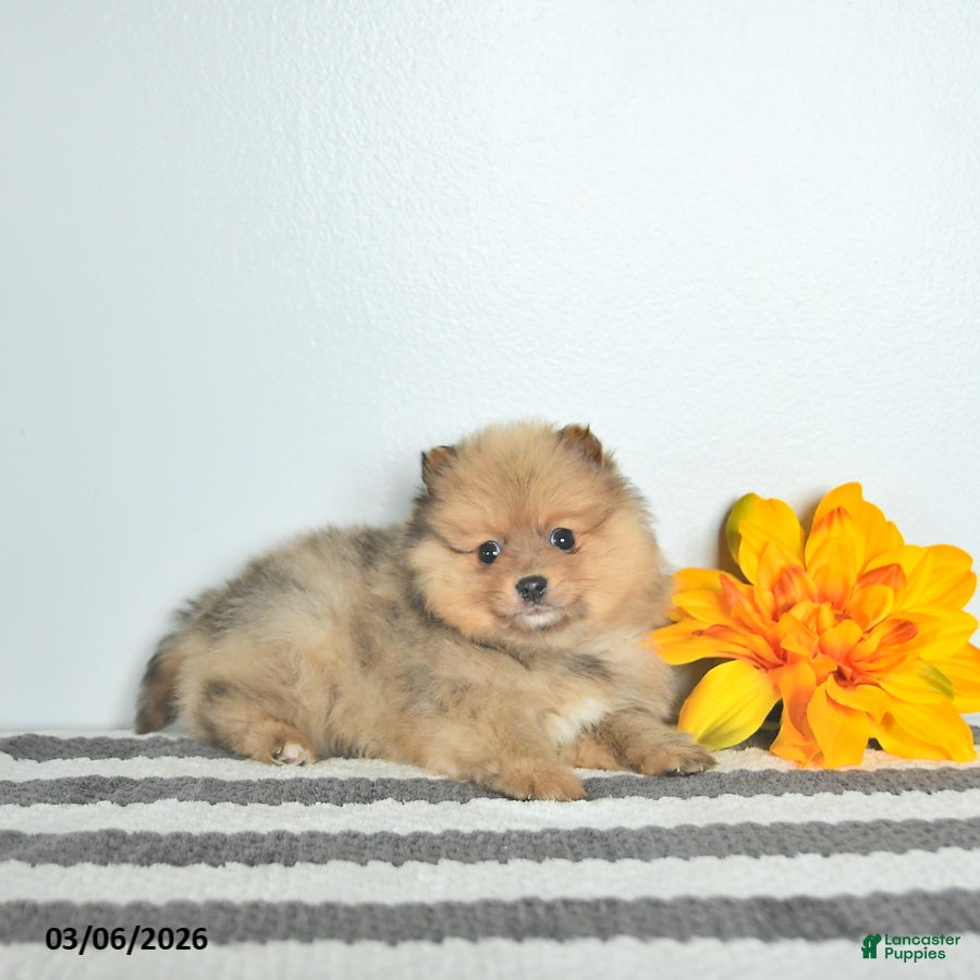 Pomeranian dogs Bentley EXTRA SMALL - Ad 1