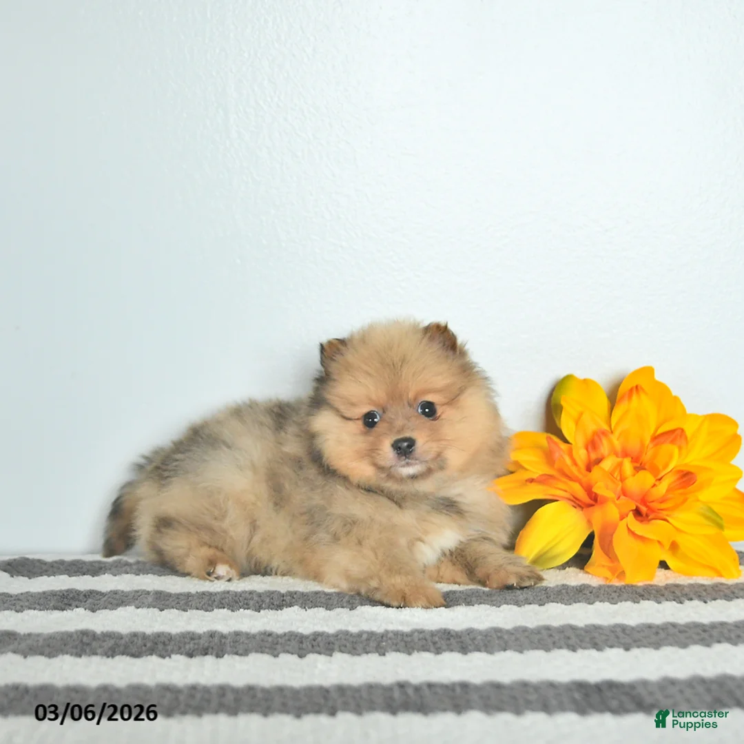 Pomeranian dogs for sale: Bentley EXTRA SMALL - Ad 1