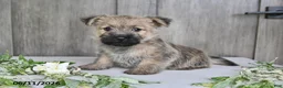Cairn Terrier dogs for sale: Alex - Ad 2