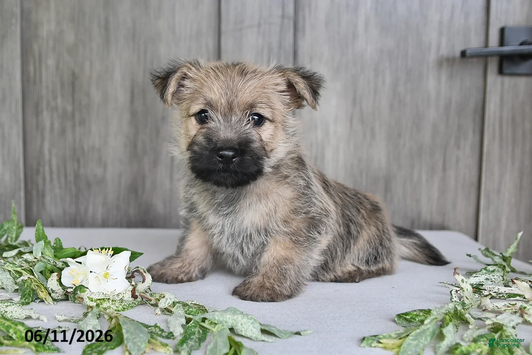 Cairn Terrier dogs for sale: Alex - Ad 2