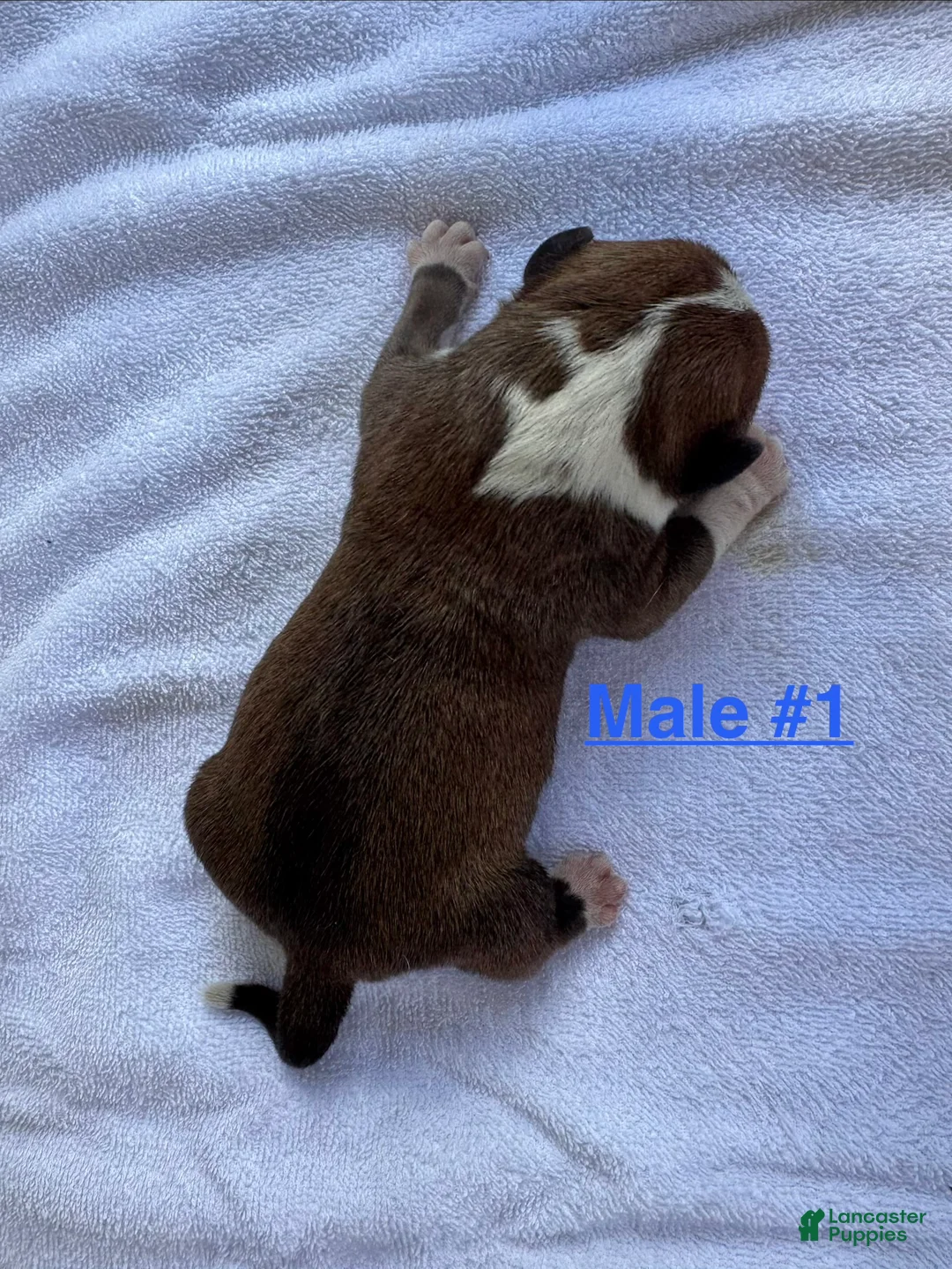 American Bulldog dogs for sale: American Bulldog Male #1 - Ad 2