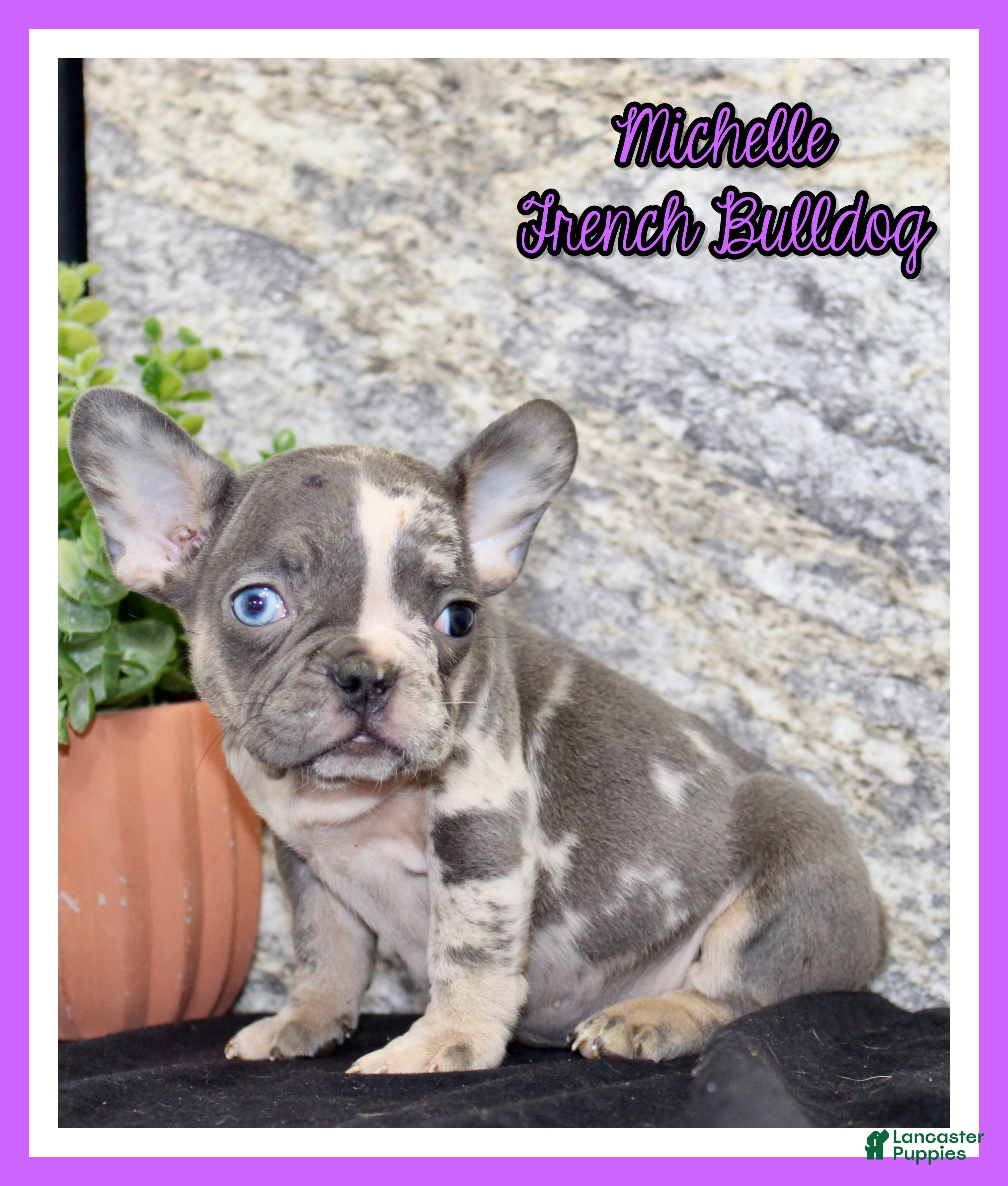 French Bulldog dogs Michelle Female AKC French Bulldog - Ad 1