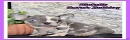 French Bulldog dogs for sale: Michelle Female AKC French Bulldog - Ad 1