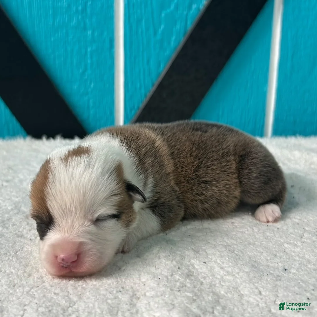 Welsh Corgi Pembroke dogs for sale: David Welsh Corgi Pembroke Puppy  - Ad 1