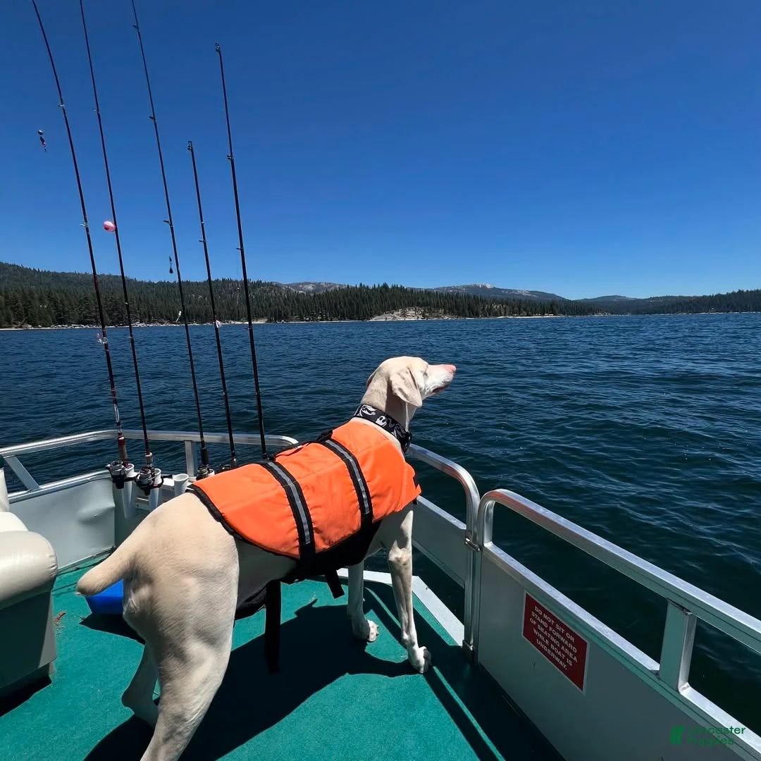 Doberman Pinscher dogs for sale: Doberman Pinscher (ziero) - Ad 5