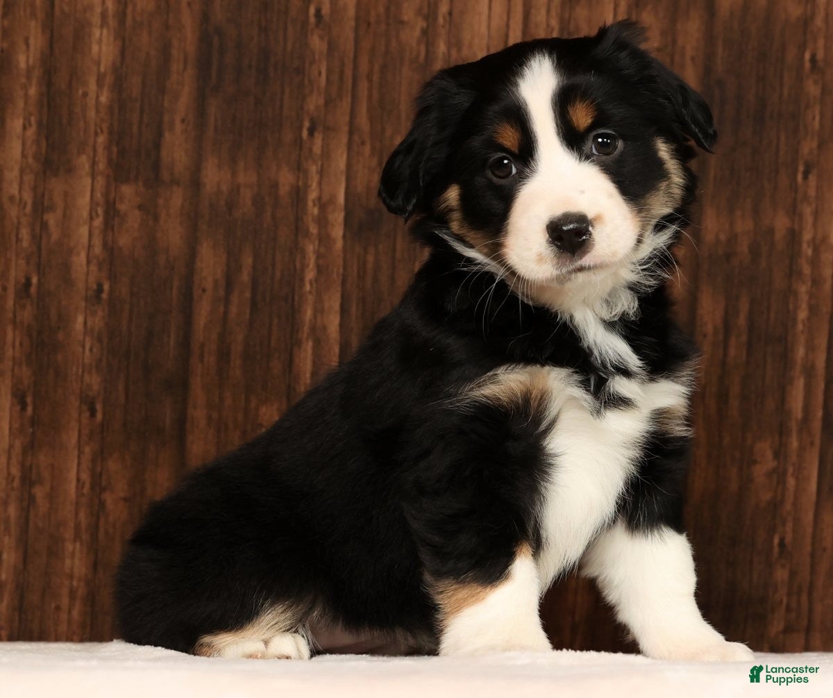 Miniature Australian Shepherd dogs Twilight - Ad 4