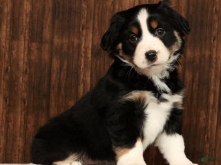 Miniature Australian Shepherd dogs Twilight - Ad 4