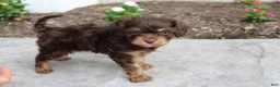 Cavapoo dogs for sale: Forrest - Ad 2