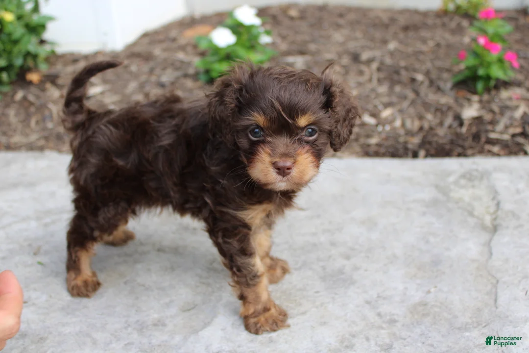 Cavapoo dogs for sale: Forrest - Ad 2