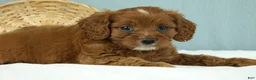 Cavapoo dogs for sale: Buckeye 🍦 - Ad 3