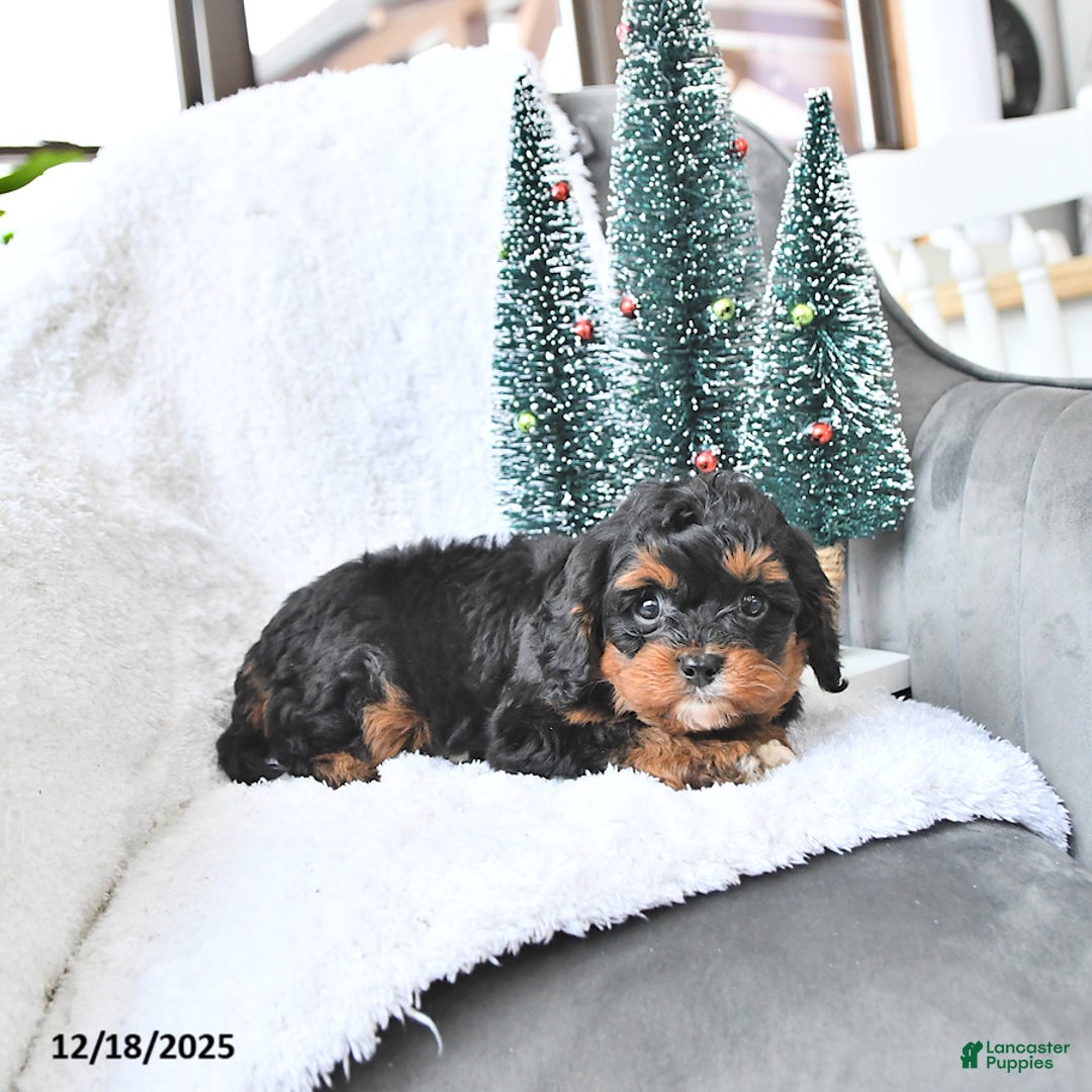 Cavapoo dogs for sale: Comet - Ad 4