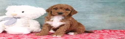 Mini Goldendoodle dogs for sale: Dixie - Ad 3