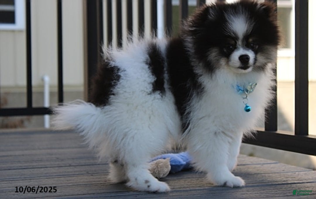 Pomeranian dogs for sale: Karter - Ad 23