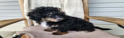 Mini Bernedoodle dogs for sale: Karly - Ad 9