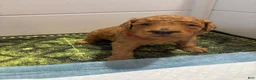 Goldendoodle dogs for sale: Goldendoodle 1 - Ad 6