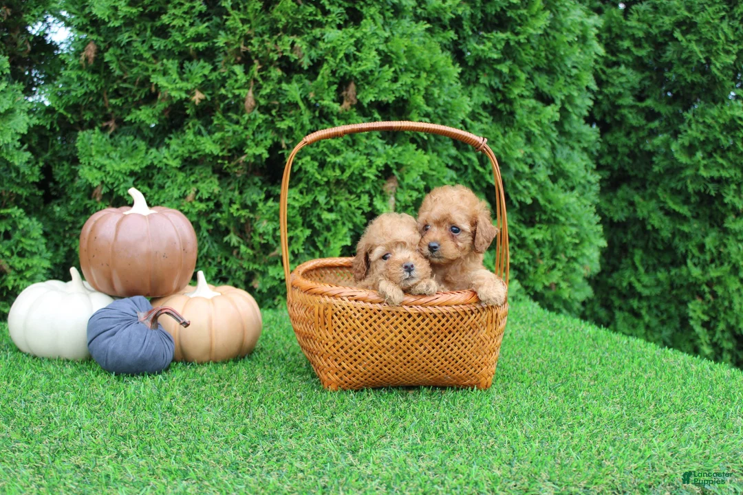 Toy Poodle dogs for sale: Faye - Ad 7