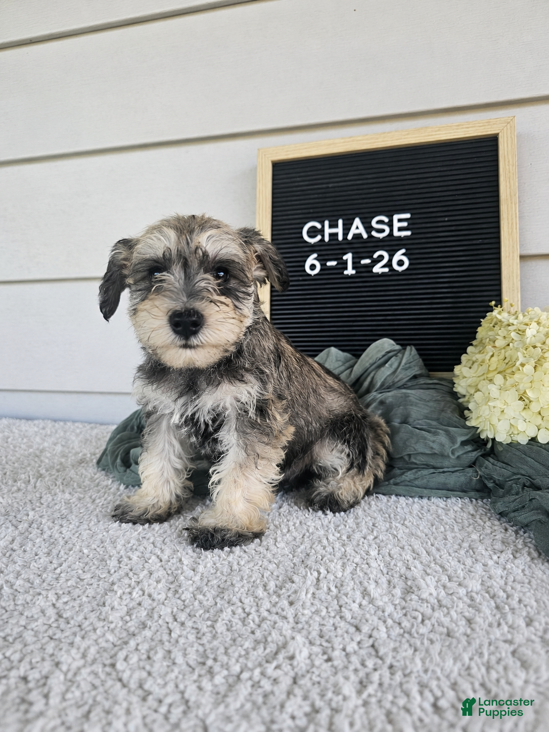 Miniature Schnauzer dogs Case - Ad 1