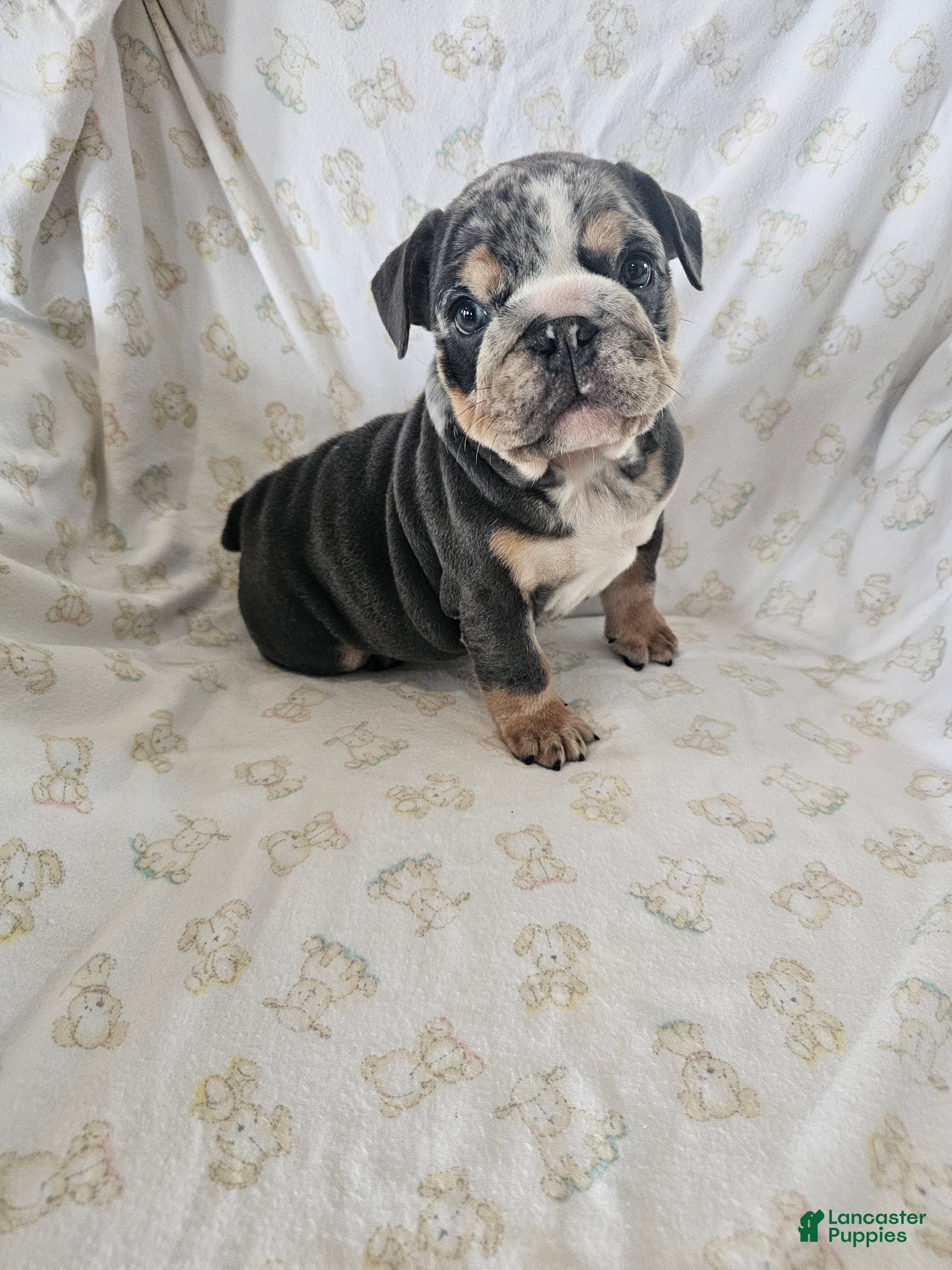 English Bulldog dogs English Bulldog Puppy 2 - Ad 1