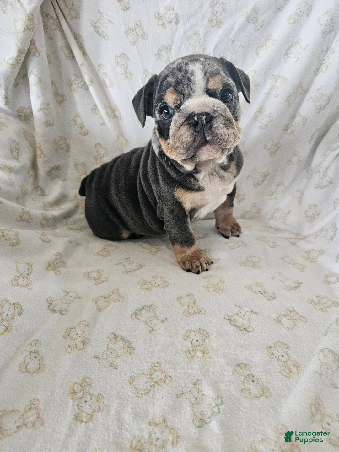English Bulldog dogs for sale: English Bulldog Puppy 2 - Ad 1