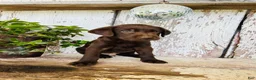 Labrador Retriever dogs for sale: Charlie - Ad 4