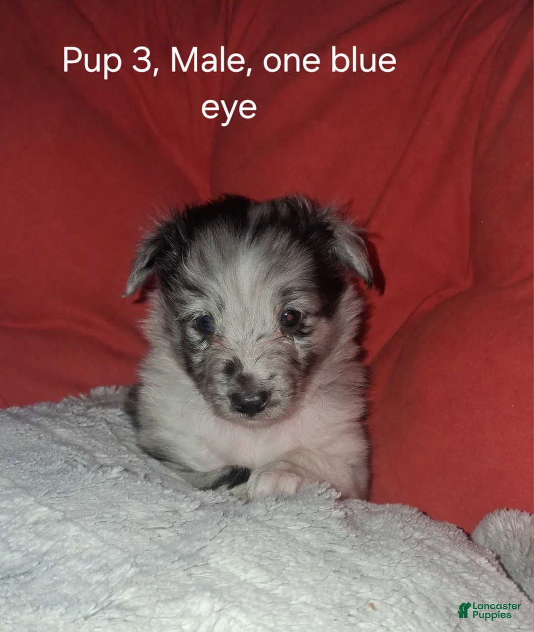 Shetland Sheepdog dogs for sale: Shetland Sheepdog Puppy 2 - Ad 2
